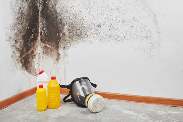 Best Basement Mold Remediation in Pomona Park, FL