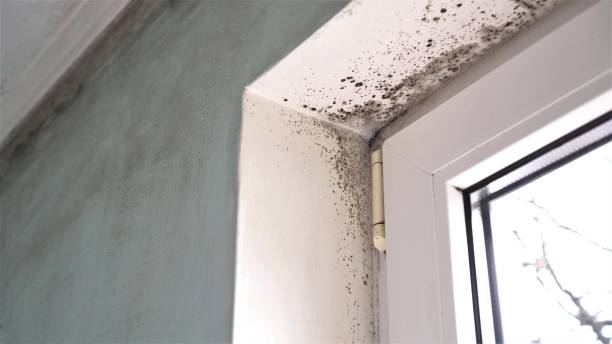 Best Crawl Space Mold Remediation in Pomona Park, FL