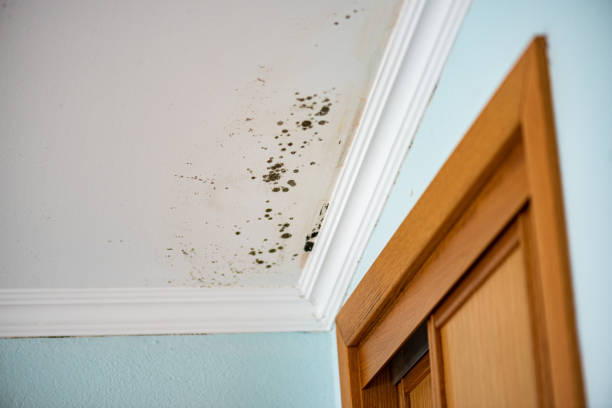Best Commercial Mold Remediation in Pomona Park, FL